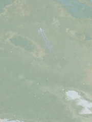 Exocoetidae