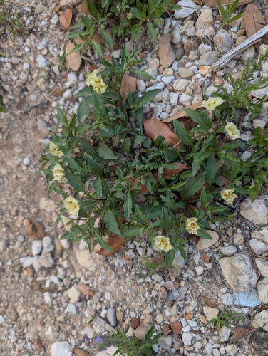 Edwards Plateau five eyes (Chamaesaracha edwardsiana)