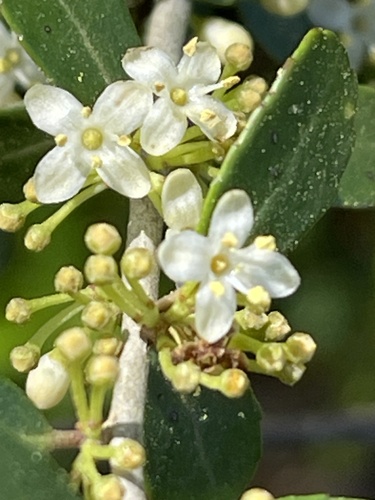 Yaupon (Ilex vomitoria)