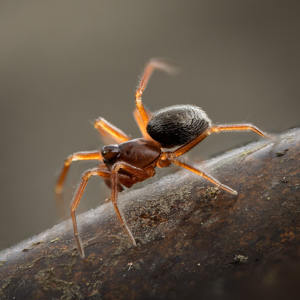 Ceratinops inflatus