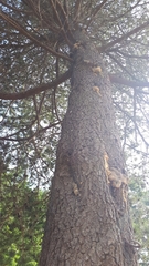 Pinus contorta contorta