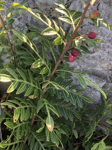 Schinus weinmanniifolia, photograph 4