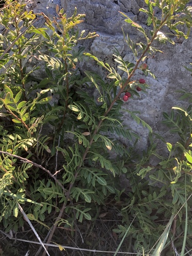 Schinus weinmanniifolia, photograph 5