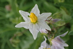 Solanum carolinense