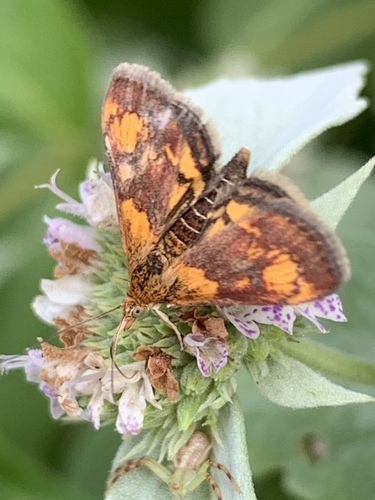 Orange Mint Moth photo 6