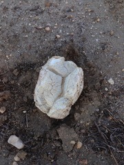Calvatia fragilis