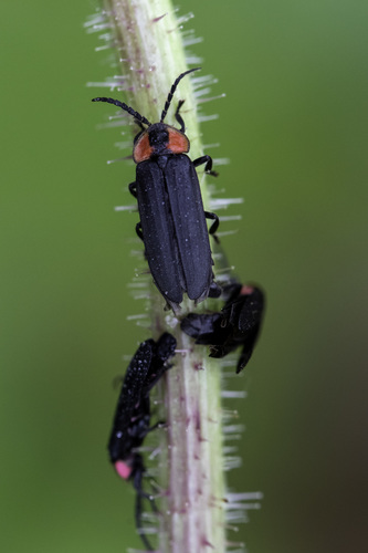Dark Firefly photo 3
