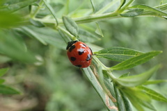 Coccinella septempunctata