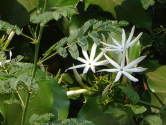 Jasminum malabaricum