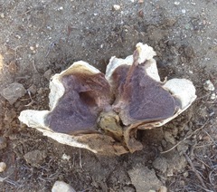 Calvatia fragilis