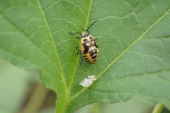 Strachiini