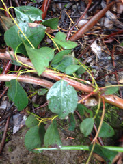 Eucalyptus ovata