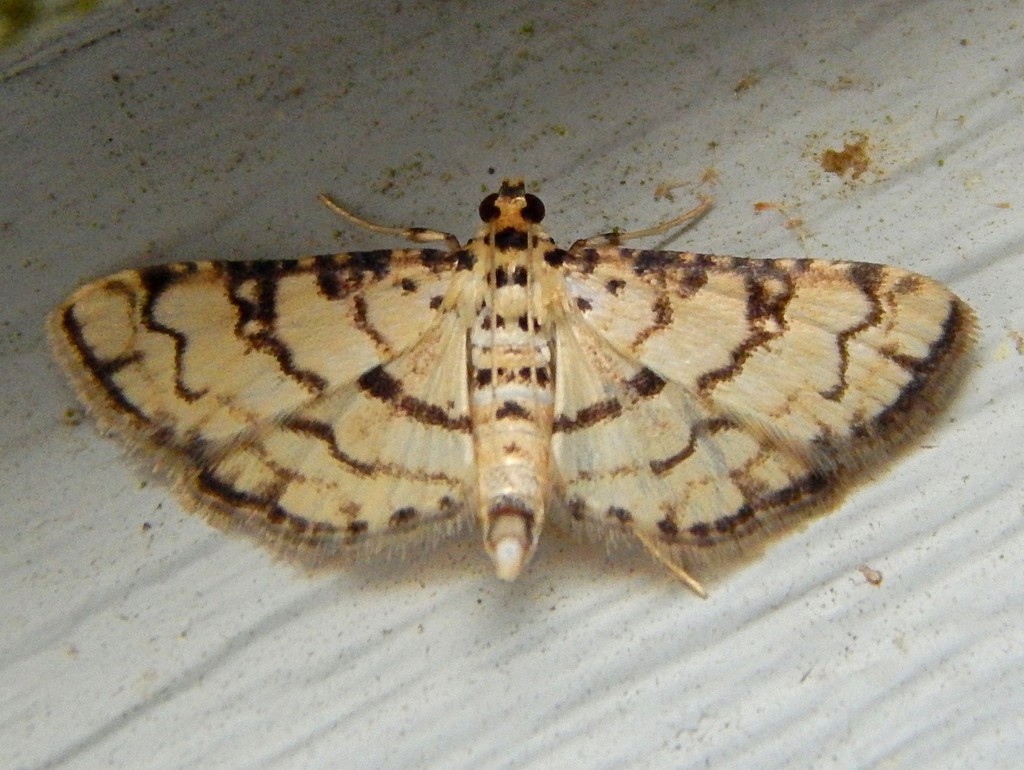 Hileithia aplicalis
