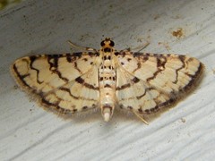 Hileithia aplicalis
