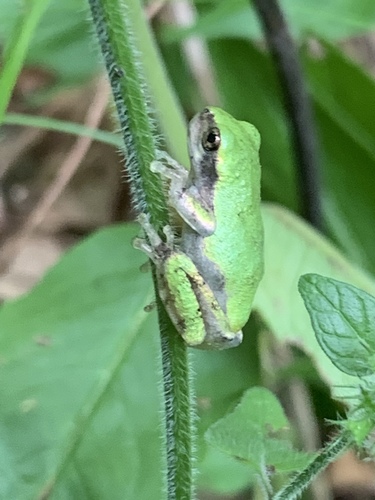 Gray Treefrog photographed in New York