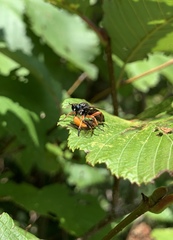 Laphria sadales
