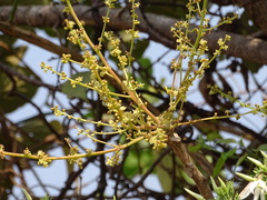 Lannea coromandelica