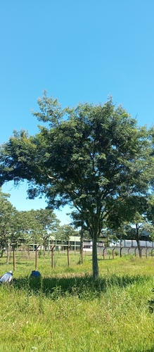 Foto de Jucá