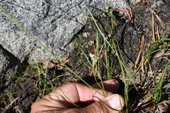 Perideridia kelloggii