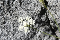 Perideridia kelloggii