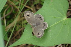 Ypthima argus