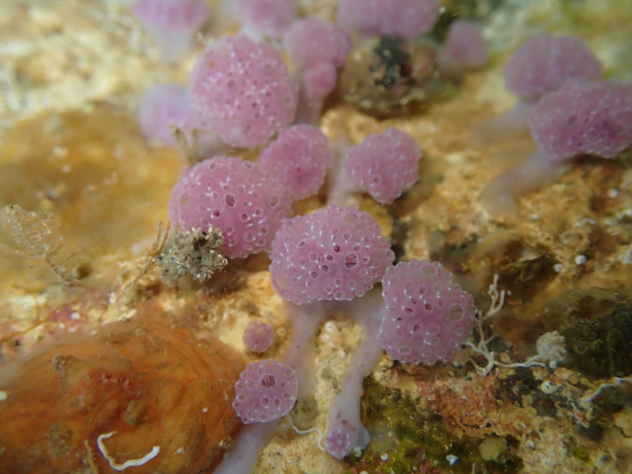 Hypsistozoa fasmeriana (Michaelsen, 1924)