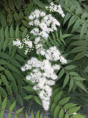 Sorbaria sorbifolia