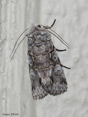 Sympistis chionanthi