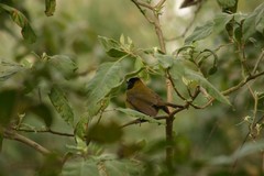 Rhodothraupis celaeno