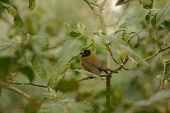 Rhodothraupis celaeno