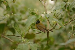 Rhodothraupis celaeno