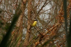 Pitangus sulphuratus