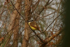 Pitangus sulphuratus