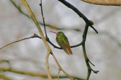 Amazilia yucatanensis