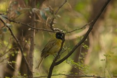 Rhodothraupis celaeno