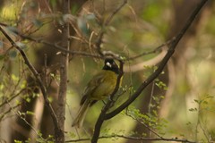 Rhodothraupis celaeno