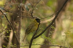 Rhodothraupis celaeno