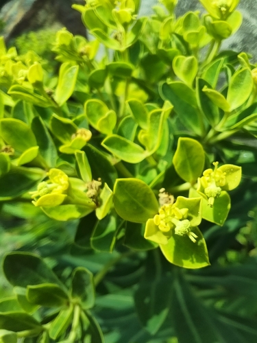 Image of Euphorbia jolkinii by (c) 許慶棠Ray, some rights reserved (CC BY)