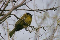 Rhodothraupis celaeno