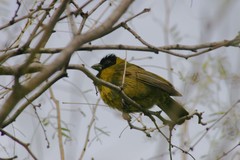 Rhodothraupis celaeno