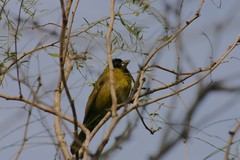 Rhodothraupis celaeno