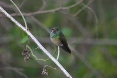 Amazilia yucatanensis