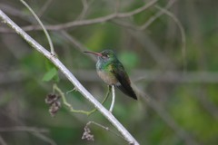 Amazilia yucatanensis