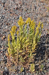 Solidago elongata