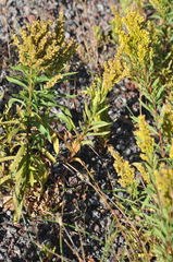 Solidago elongata