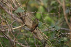 Amazilia yucatanensis