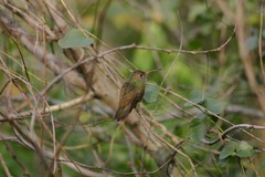 Amazilia yucatanensis