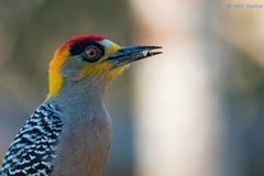 Golden-Cheeked Woodpecker photo 4