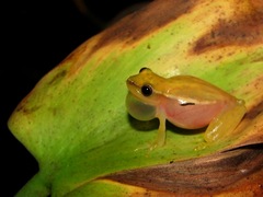Painted Treefrog photo 2