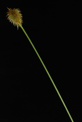 Cyperus plukenetii